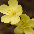 Yellow flowers, Western Australia.