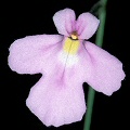 Genlisea violacea