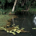 A little pond in crocodile territory that I would not venture into.