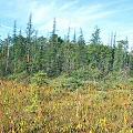 A wonderful Sarracenia, Drosera, and Utricularia bog in British Columbia.