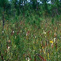 Escambia County, S. leucophylla and many other species.
