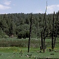 Apache County, relatively rare in Arizona, a riparian Utricularia site.