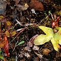 Del Norte County, Darlingtonia, Drosera rotundifolia, and Pinguicula macroceras.