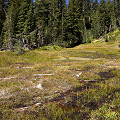 Plumas County, D. rotundifolia  in Lassen Volcanic National Monument.