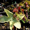 Del Norte County, Darlingtonia, Drosera rotundifolia, and Pinguicula macroceras
