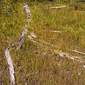 Plumas County, D. rotundifolia and U. minor in Lassen Volcanic National Monument.