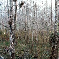 Collier County, Big Cypress Swamp, with bromeliads, and  carnivorous plants such as U. foliosa.