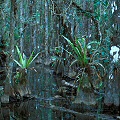 Collier County, bromeliads in a dense Florida swamp with Utricularia in its occasional clearings.