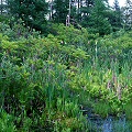 Lake County, a rich bogland community of plants.