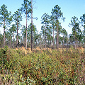 Brunswick County, Green swamp island vegetation.