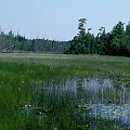 Burlington County, open lake habitat in the Pine Barrens.
