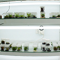 A home tissue culture lab supplying a successful carnivorous plant nursery.