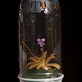bottle terrarium