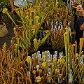 Rarely are carnivorous plants offered in such abundance!