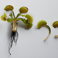 A demonstration on how to make leaf pullings from Venus flytraps.