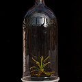 Drosera capensis in a bottle terrarium