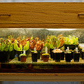 A carnivorous plant terrarium.