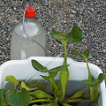 This is a method some horticulturists use to grow Aldrovanda.