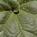 Leaf in cultivation.