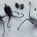 Ibicella fruit, smaller Martynia annua fruit, and seed.