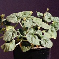 Plant in cultivation.