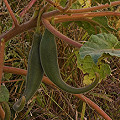 Fruit in Cochise County.