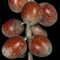 Red fruit; usually they are yellow.