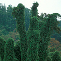 Pueraria montana forming a choking coating over native vegetation.