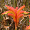 A plant known as a kangaroo paw, Western Australia.