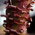 Arctostaphyllos bark