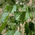 Cnidoscolus angustidens