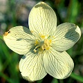 Parnassia