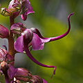 Pedicularis groenlandica