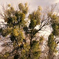 Phoradendron flavescens