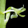 Piperia unalascensis