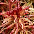 Sphagnum