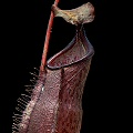 Nepenthes gymnamphora