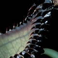 Nepenthes hamata
