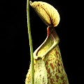 Nepenthes x morganiana