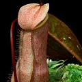 Nepenthes merrilliana