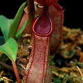 Nepenthes tobaica