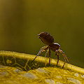 Darlingtonia spider