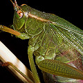 Katydid