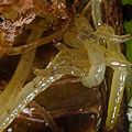 Feasting on prey in Darlingtonia.