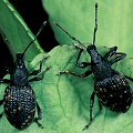 Black vine weevils.