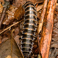 millipede