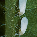 Whiteflies