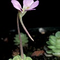 Like a pygmy sundew, the flower can dwarf the rest of the plant!