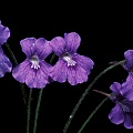 Pinguicula grandiflora