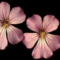 Pinguicula